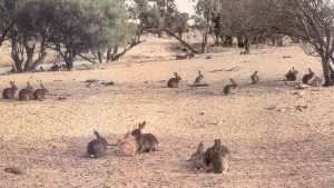 Rabbits - Western NSW